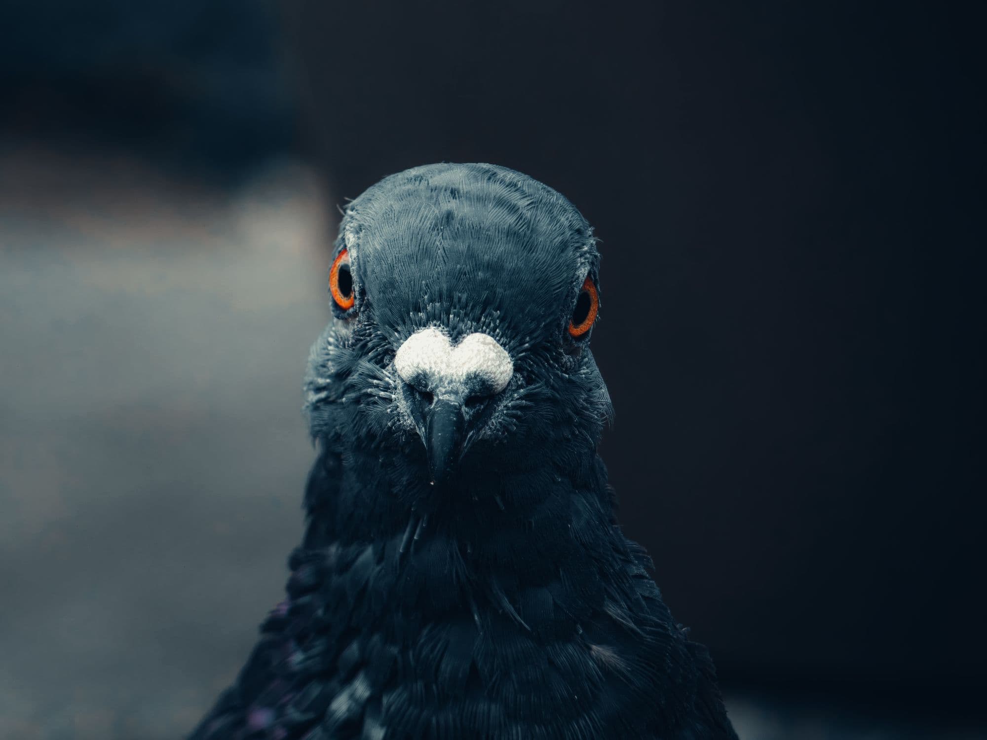 Platzhalterfoto